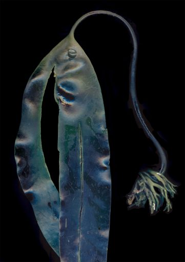 kelp - 2017