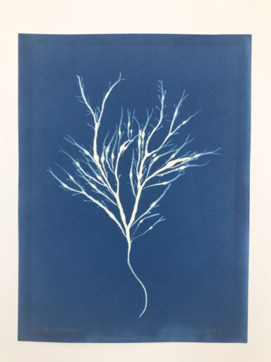 cyanotype Ascophyllum - 2020