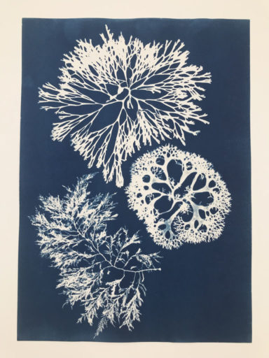 cyanotype Chondrus Rhodomela Codium - 2020