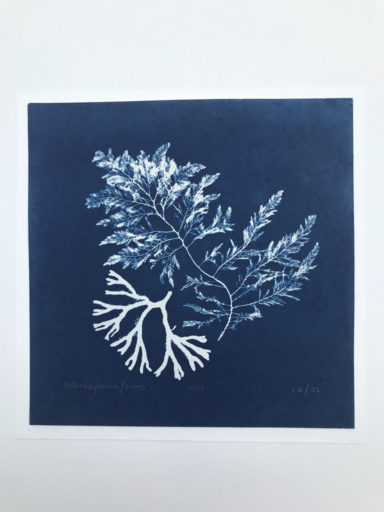cyanotype Fucus Heterosiphonia - 2020
